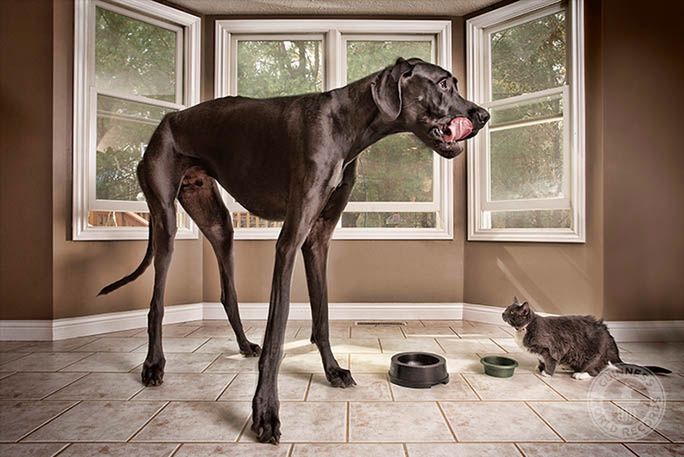 Zeus to dog niemiecki, który został uznany za najwyższego psa na świecie. Miał 1,118 metra i ważył 70,3 kilograma. W ciągu 2 tygodni potrafił zjeść około 13,6 kilogramów pokarmu.Gdy Zeus stawał na tylnych łapach był w stanie wyciągnąć się na 2,23 metra.