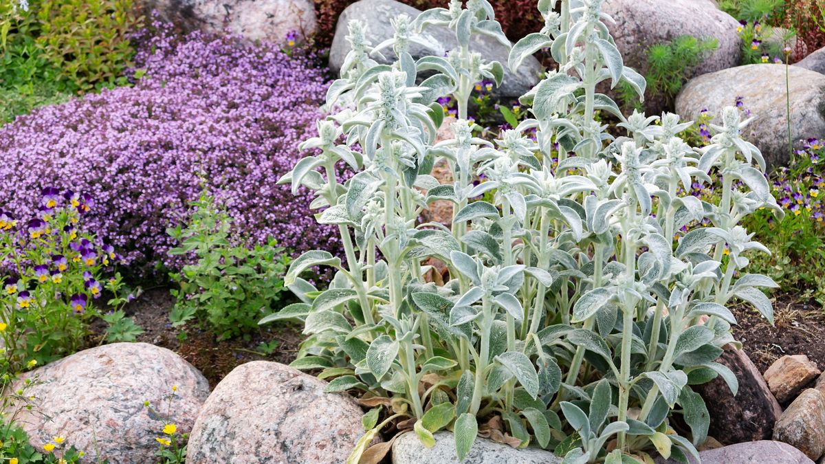 Stachys byzantina Plants Known as Lamb Ears in a Small Rockary in the Summer Garden
Stachys byzantina Plants Known as Lamb Ears in a Small Rockary in the Summer Garden.
Galina Sandalova
stachy, olympica, lanata, soft leaves, hedgenettle, stachys, byzantina, fluffy leaves, fluffy plants