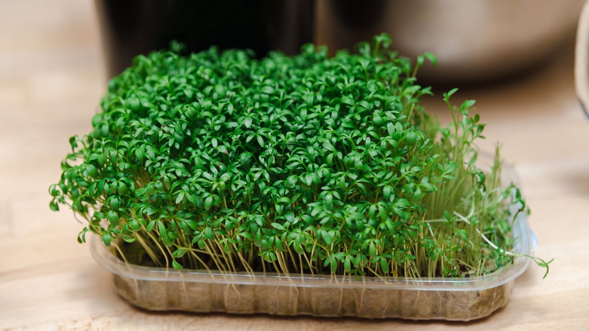 Jak siać rzeżuchę?