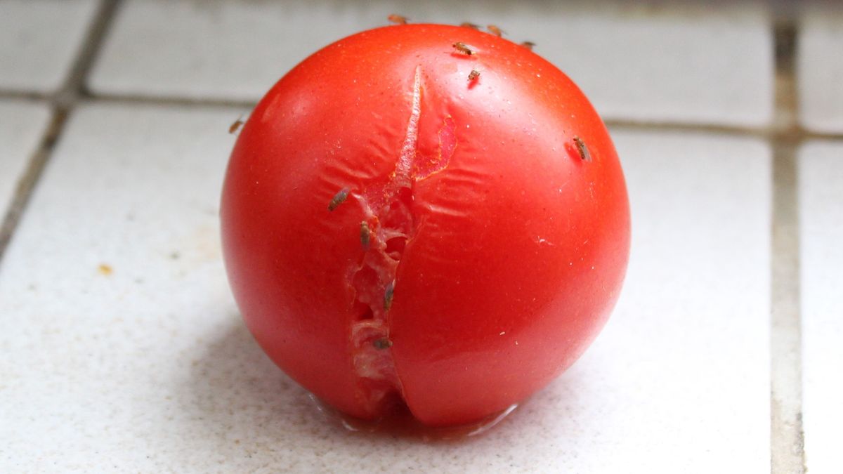 Muszki owocówki lgną do niektórych produktów spożywczych