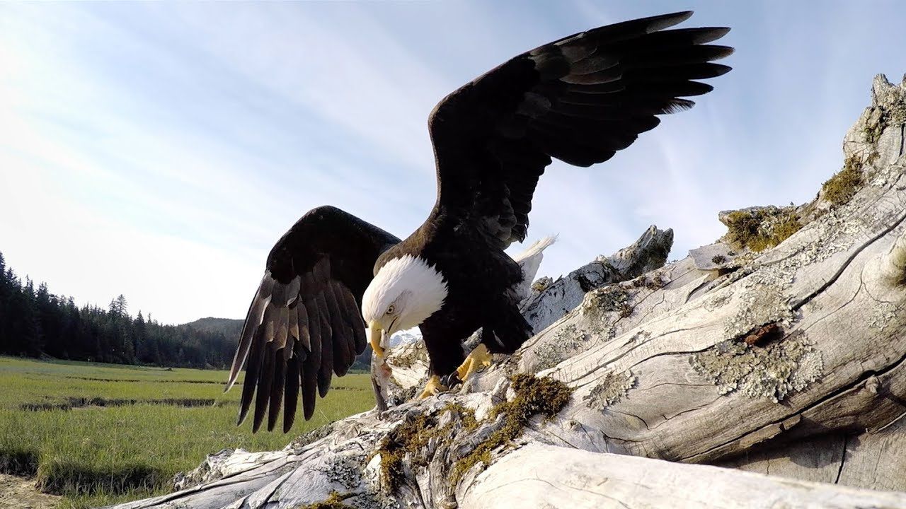 Wasz aparat może podzielić los kamerki GoPro, którą orzeł pomylił z rybą