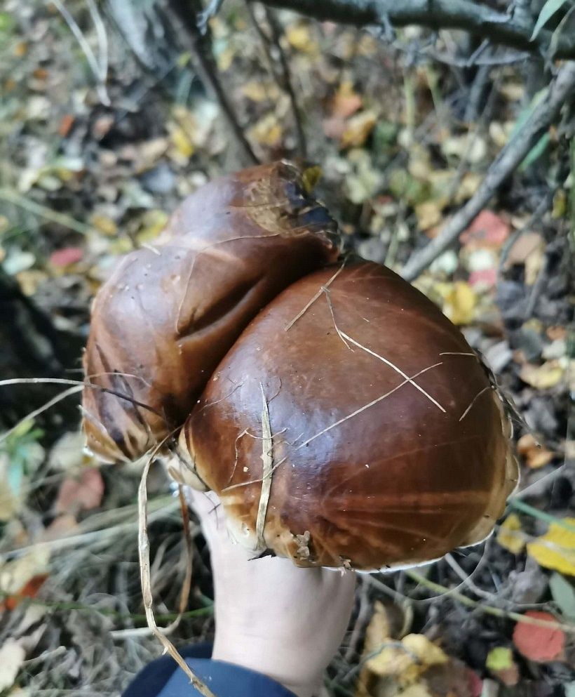 Podgrzybek w lesie
