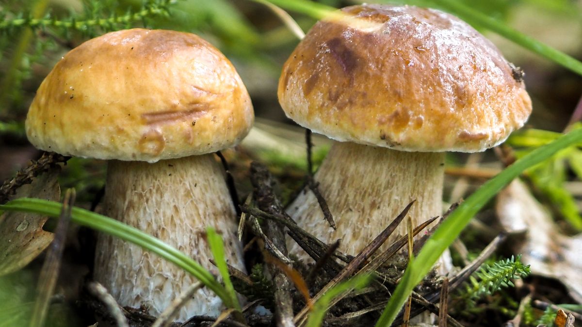Czy po deszczu warto wybrać się na grzyby?