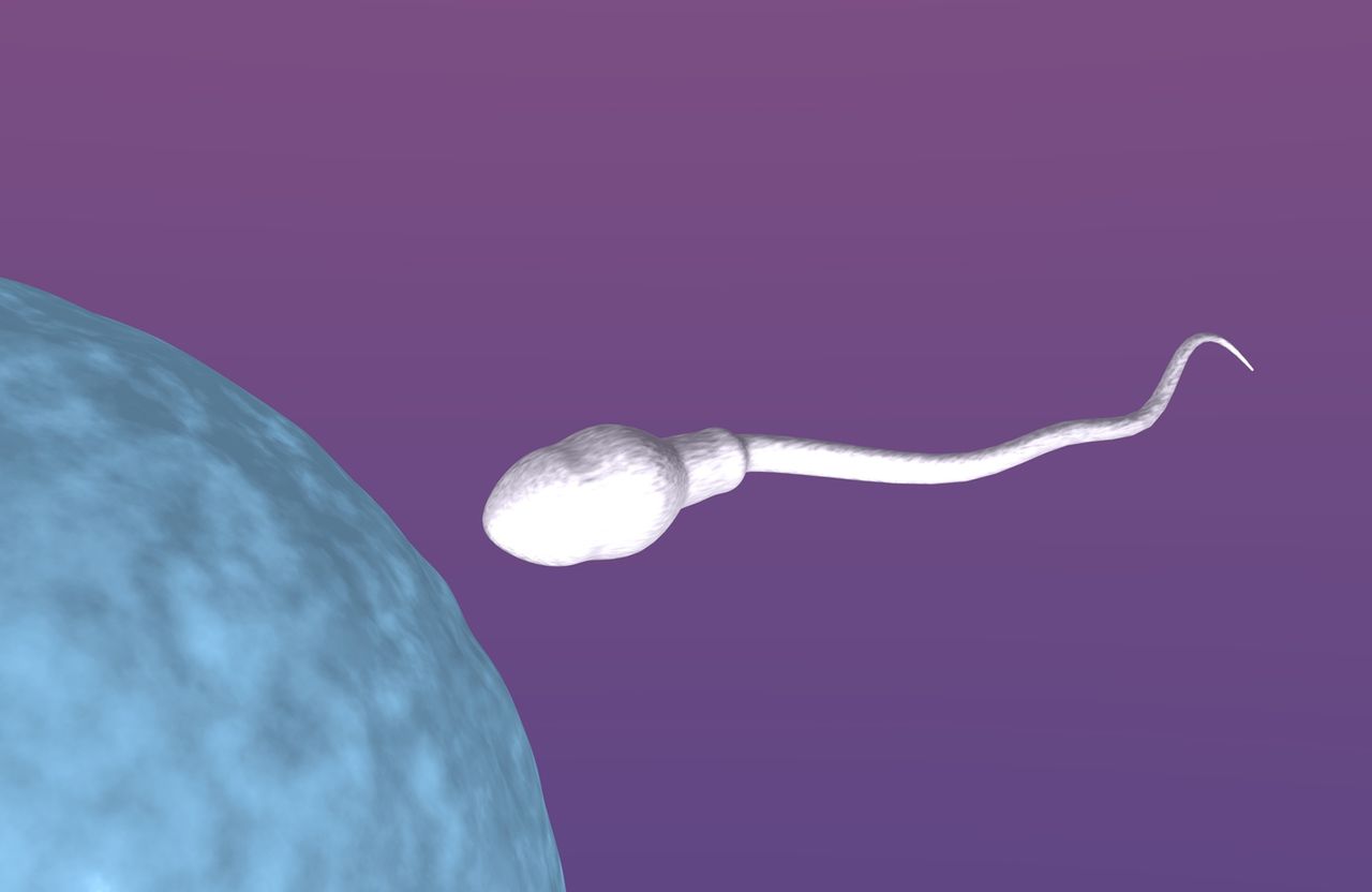 Plemnik – powstawanie, przemieszczanie, rola, żywotność