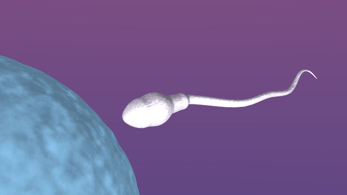 Plemnik jest w stanie przetrwać nawet kilka dni.