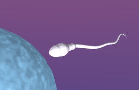 Plemnik – powstawanie, przemieszczanie, rola, żywotność