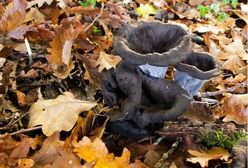 Trąbki umarłych w polskich lasach. Grzyb zaskakuje swoim wyglądem