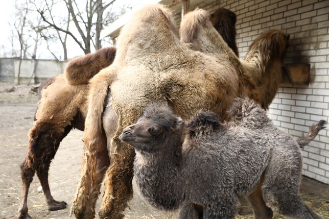 Mały wielbłąd w warszawskim zoo