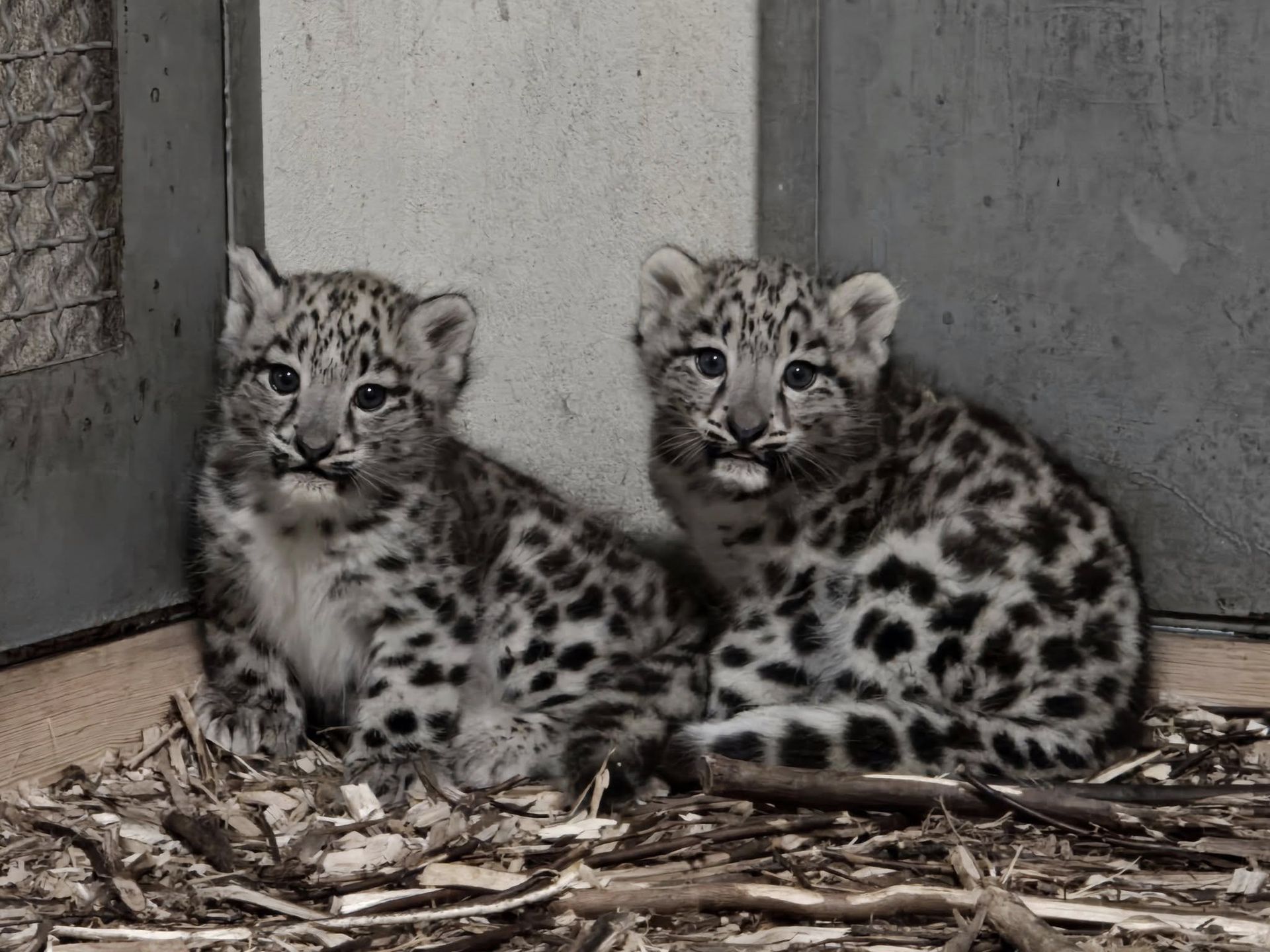 Małe pantery śnieżne urodziły się w Śląskim ZOO