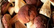 Inowrocław: Na Targowisku Miejskim coraz więcej grzybów