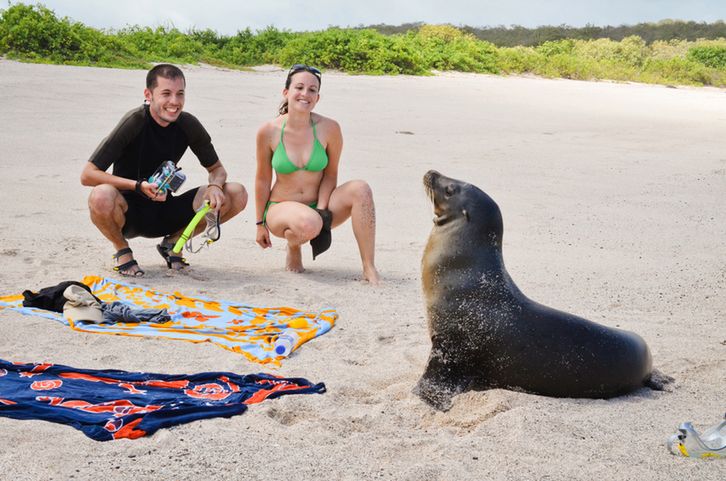 Turyści zapominają, że foki to dzikie zwierzęta