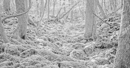 Tomasz Lazar opowiada o swojej podróży do Aokigahara - japońskiego lasu samobójców