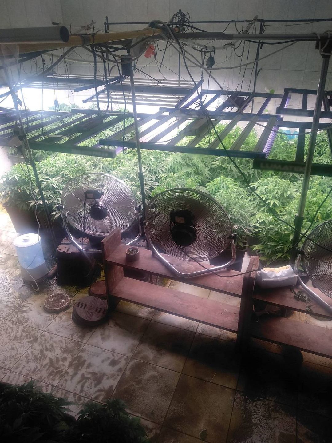 Plantacja konopi ujawniona w domu na terenie Lublina