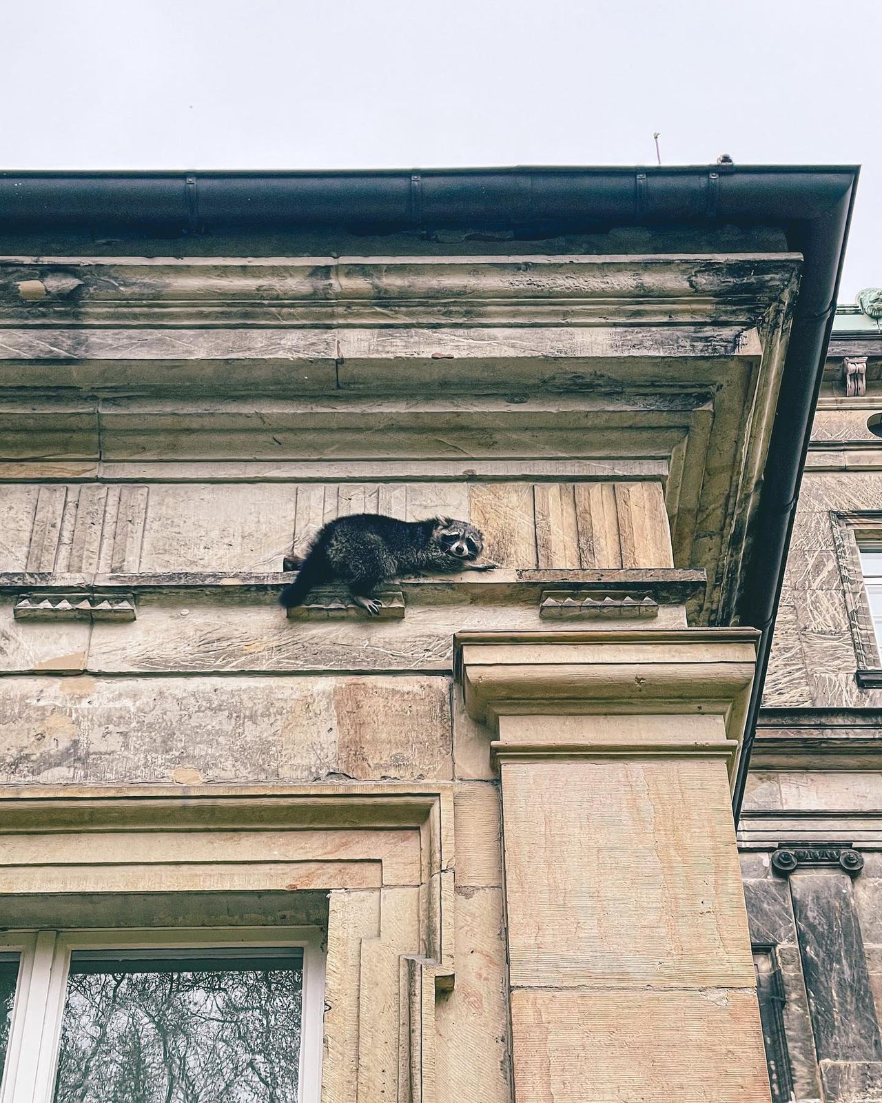 Szop utknął w szkole muzycznej. Zdjęcie Feuerwehr Detmold