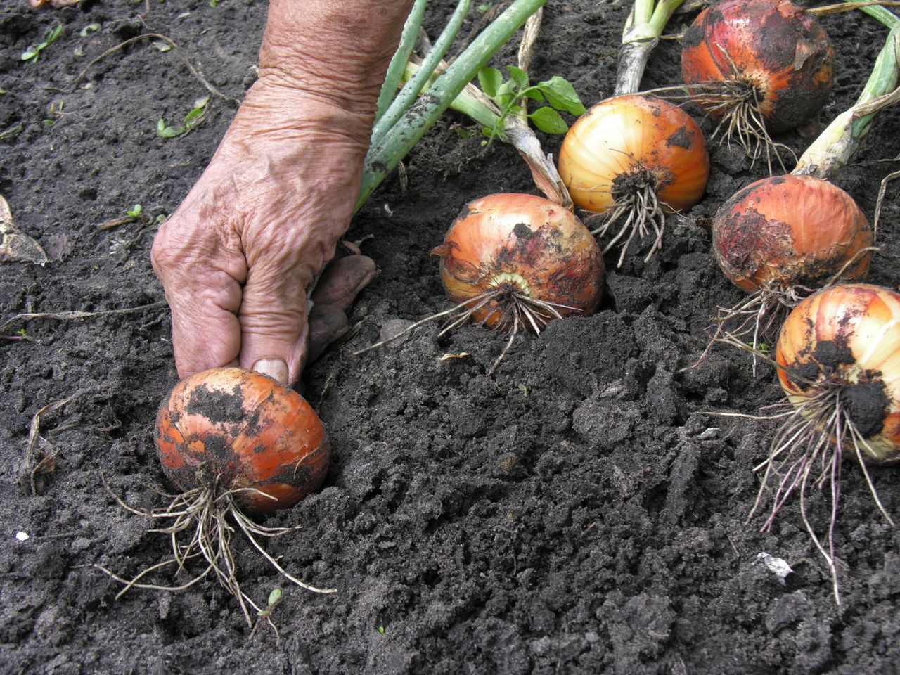 Masz w ogrodzie cebulę? Zbliża się termin ważnego zabiegu