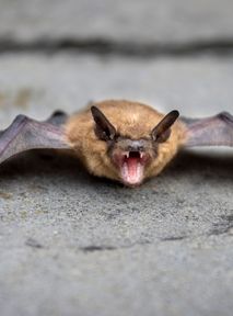 Climate change blamed for surge in bat population in Polish cities