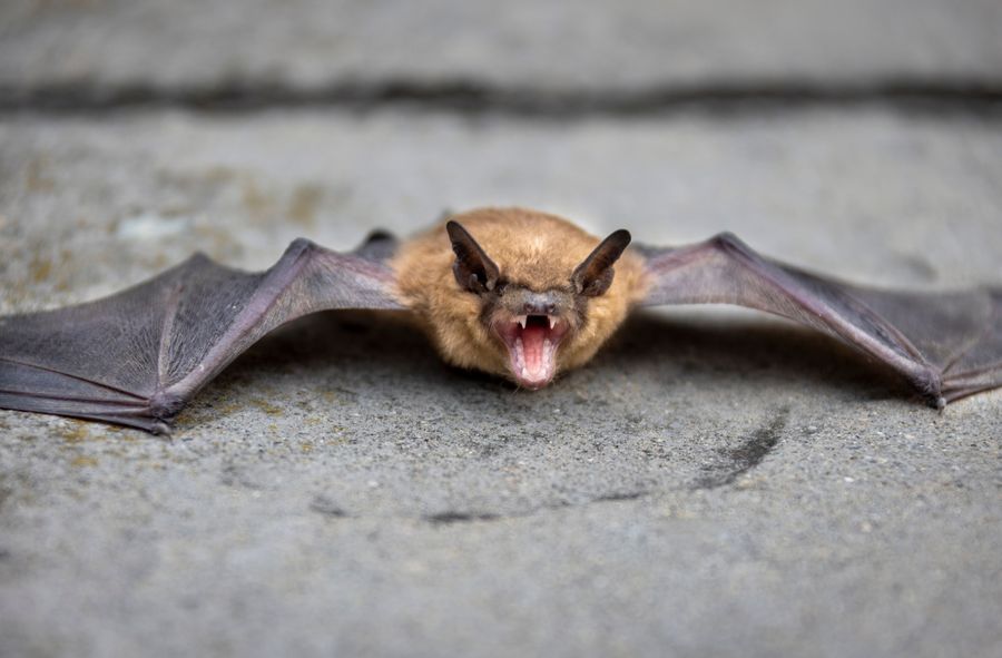 Climate change blamed for surge in bat population in Polish citi