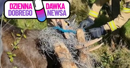 Łoś zaplątał się w ogrodzenie. Na ratunek ruszyli strażacy