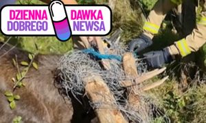 Łoś zaplątał się w ogrodzenie. Na ratunek ruszyli strażacy