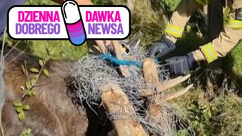 Łoś zaplątał się w ogrodzenie. Na ratunek ruszyli strażacy