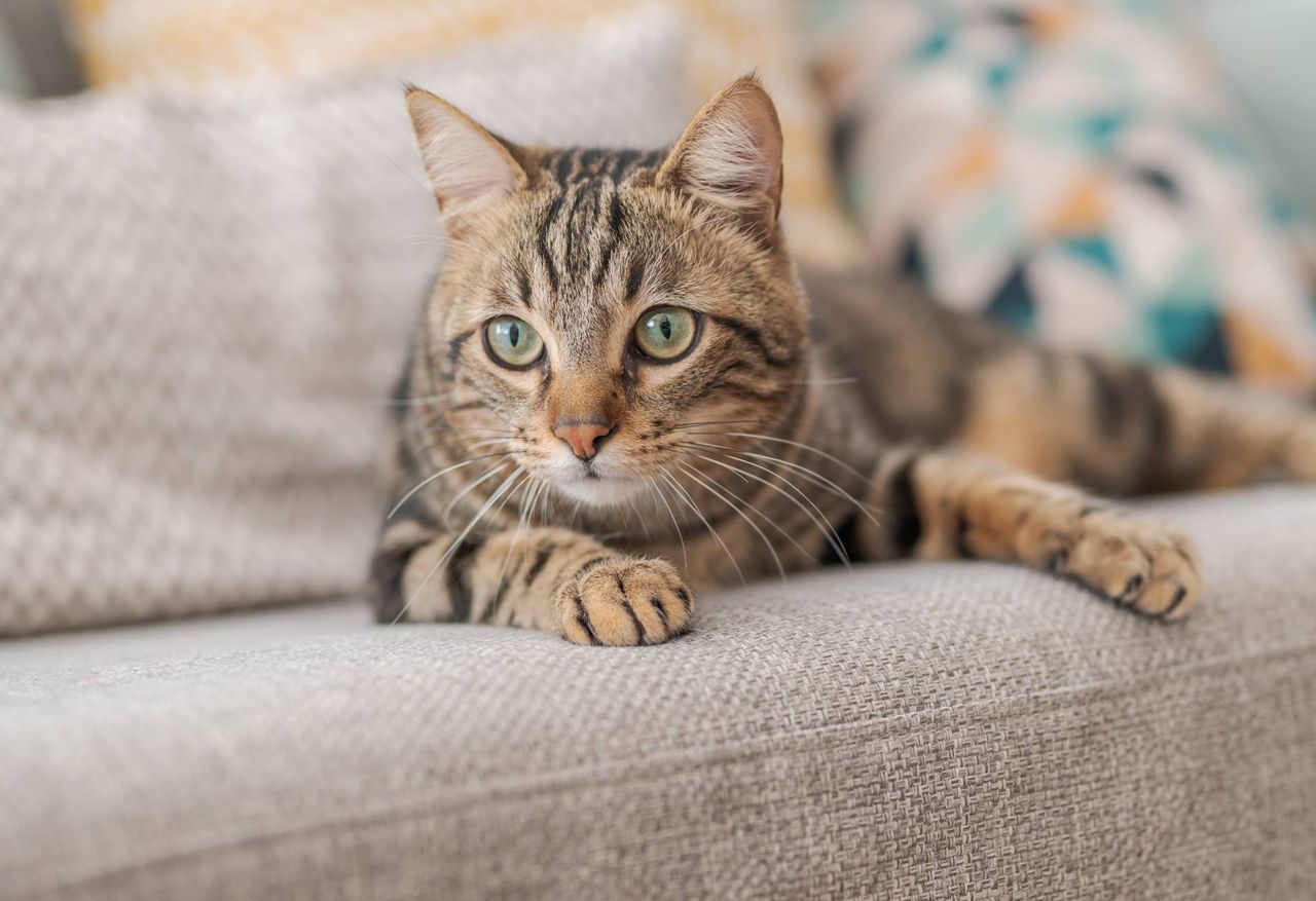 How to talk to your cat: Tips from animal behaviour experts