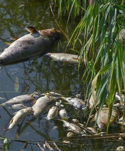 Naukowcy apelują do władz ws. Odry