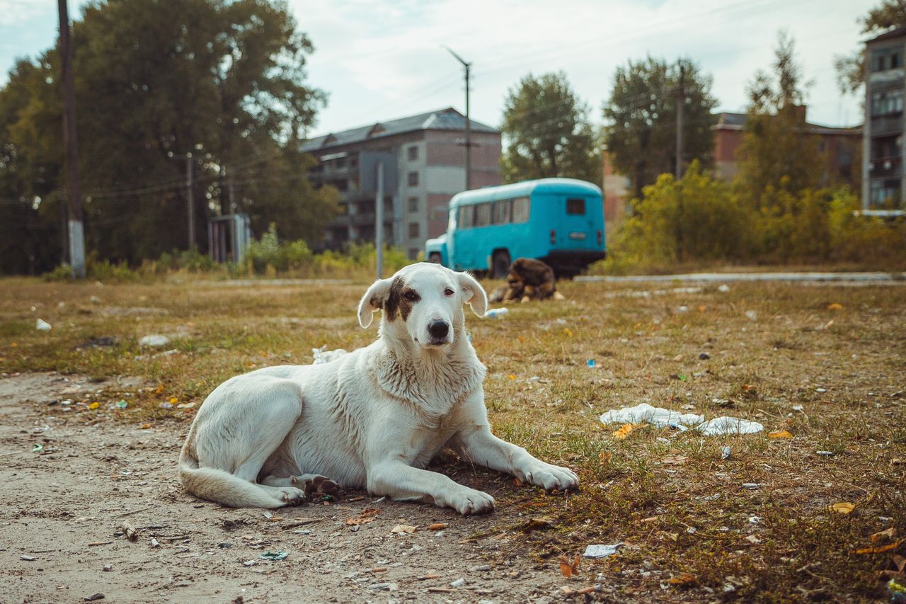 Genetic mystery: Chernobyl dogs defy mutation theory