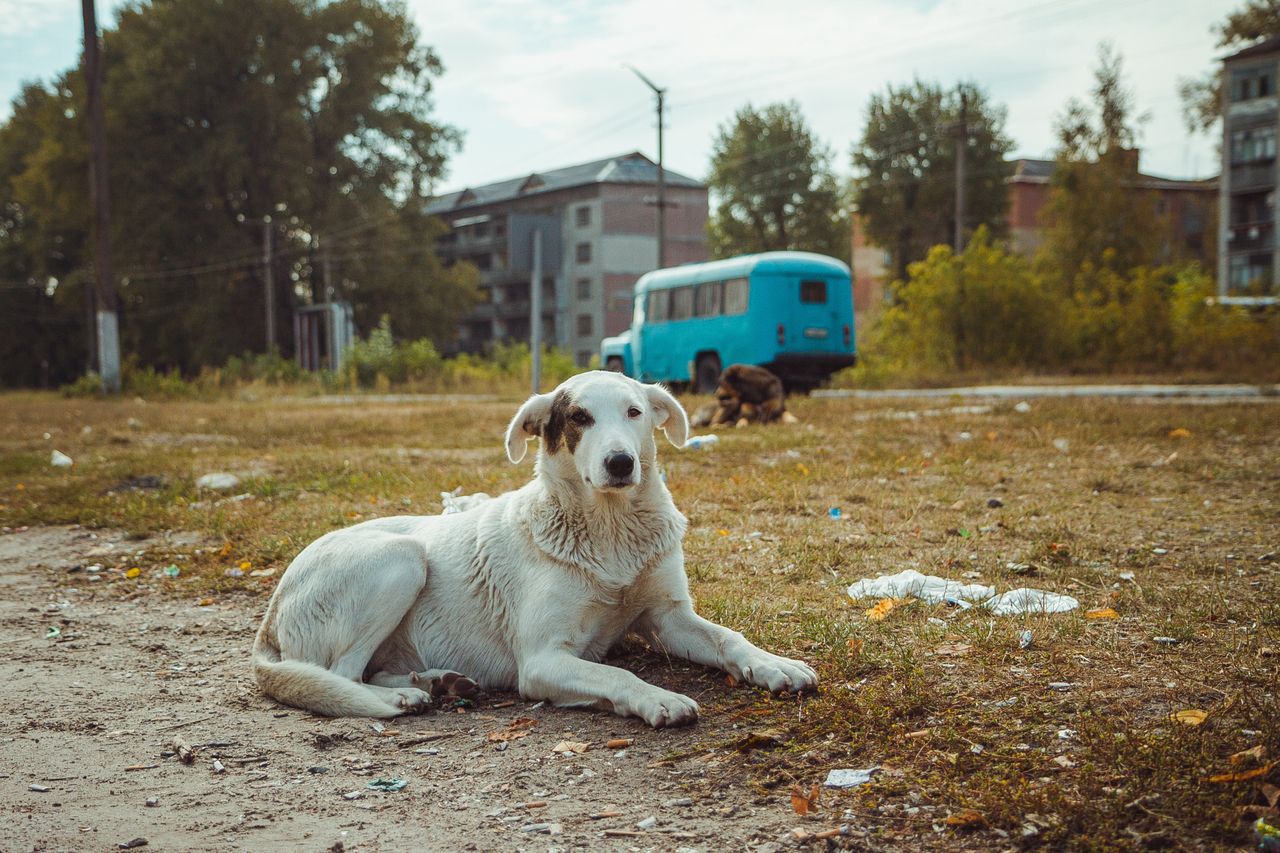 Chernobyl dogs evolve: New research reveals genetic mystery