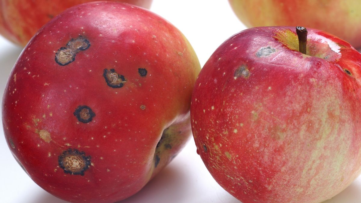 Pleśń na jabłkach jest szkodliwa