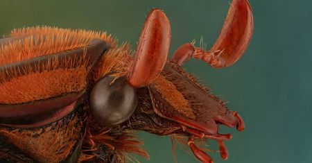 Doskonałe portrety owadów. Gołym okiem tego nie zobaczysz