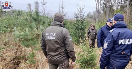 Lasy nafaszerowane elektroniką przed świętami Bożego Narodzenia