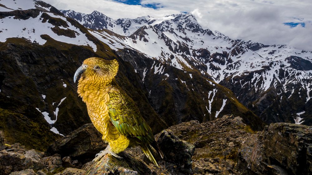 Mój przepis na zdjęcie - papuga 1
