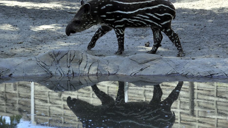 Wrocław. Koronawirus. ZOO potrzebuje pomocy. Można wpłacać darowizny na konto ogrodu
