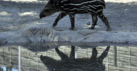 Wrocław. Koronawirus. ZOO potrzebuje pomocy. Można wpłacać darowizny na jego konto