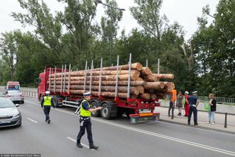 Rewolucja w sprzedaży drewna. Minister odkrył karty