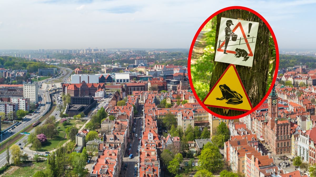 Zaczęły się wiosenne migracje żab 