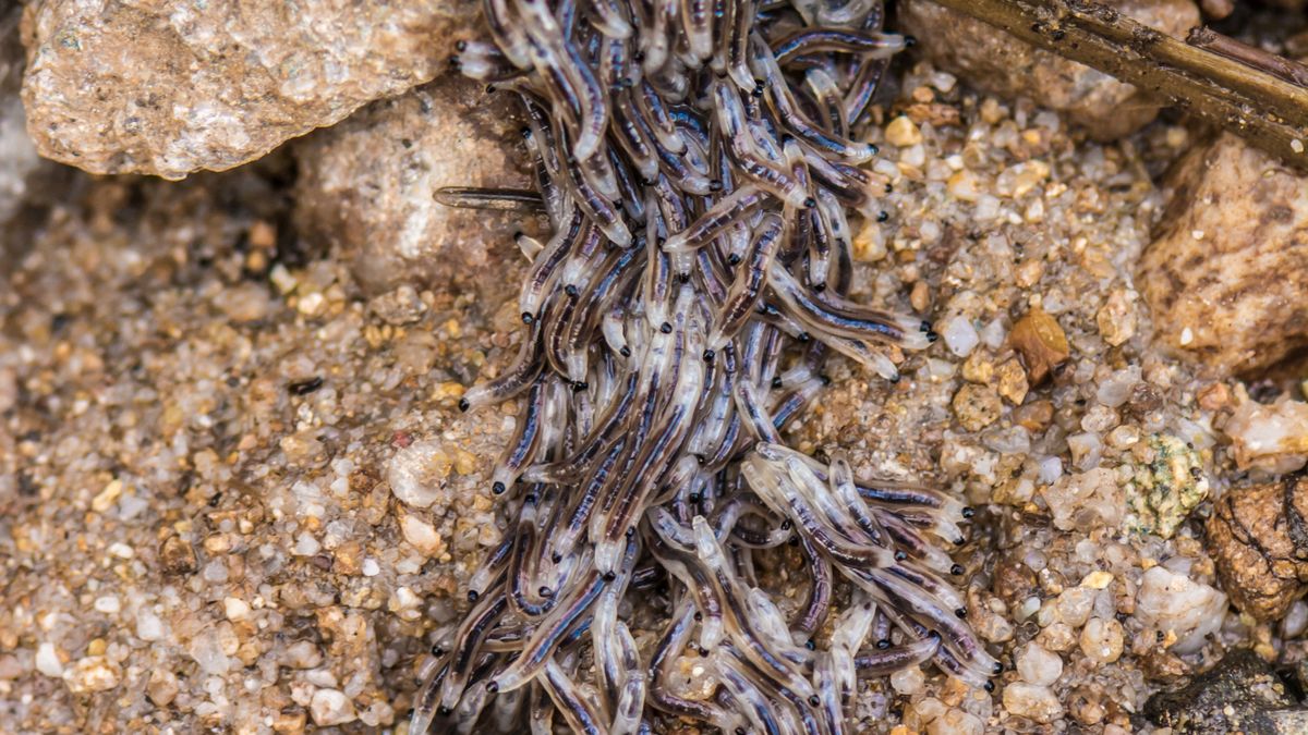 Pleń pojawił się na górskich szlakach