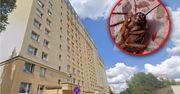 Najpierw kury, potem karaluchy. Koszmar mieszkańców bloku w Olsztynie
