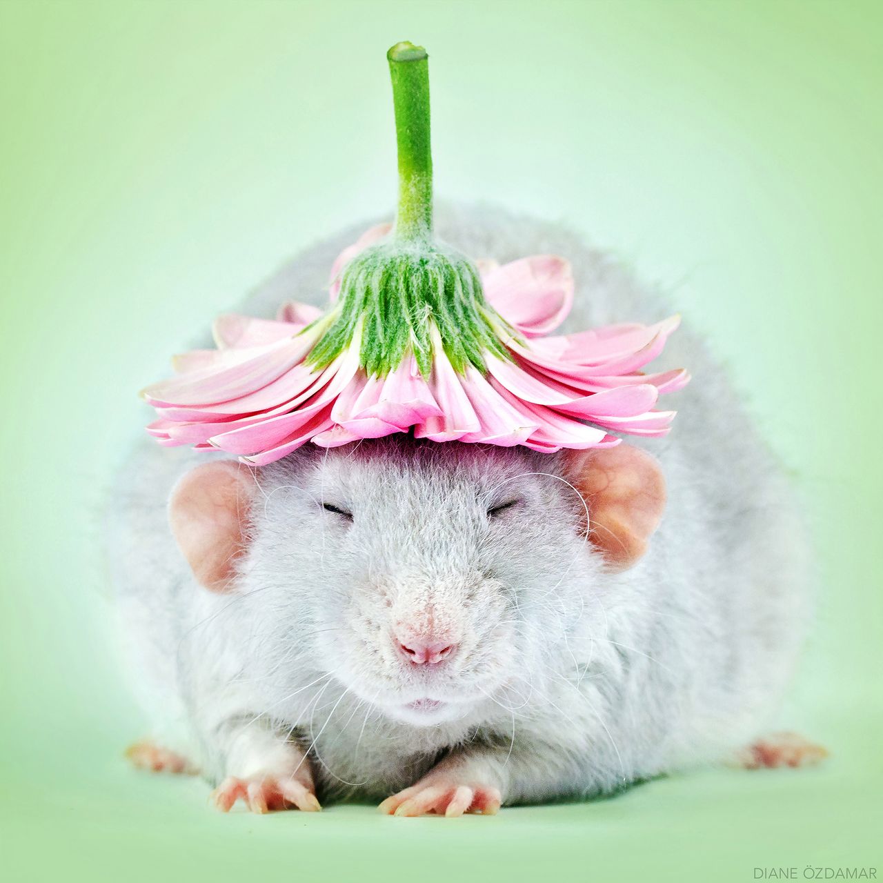 Diane Özdamar tworzy najbardziej urocze zdjęcia szczurów, jakie widzieliśmy