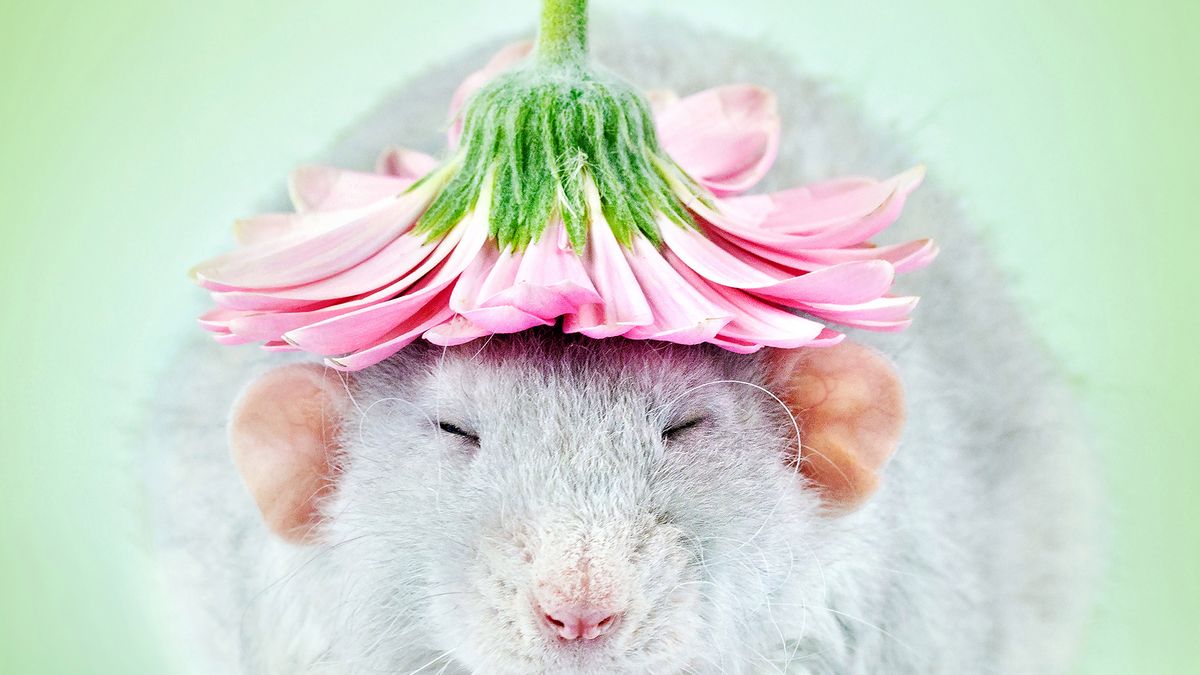 Diane Özdamar tworzy najbardziej urocze zdjęcia szczurów, jakie widzieliśmy 1