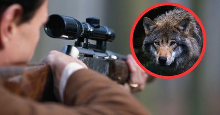 Naciskają na Polskę. Będzie odstrzał wilków?