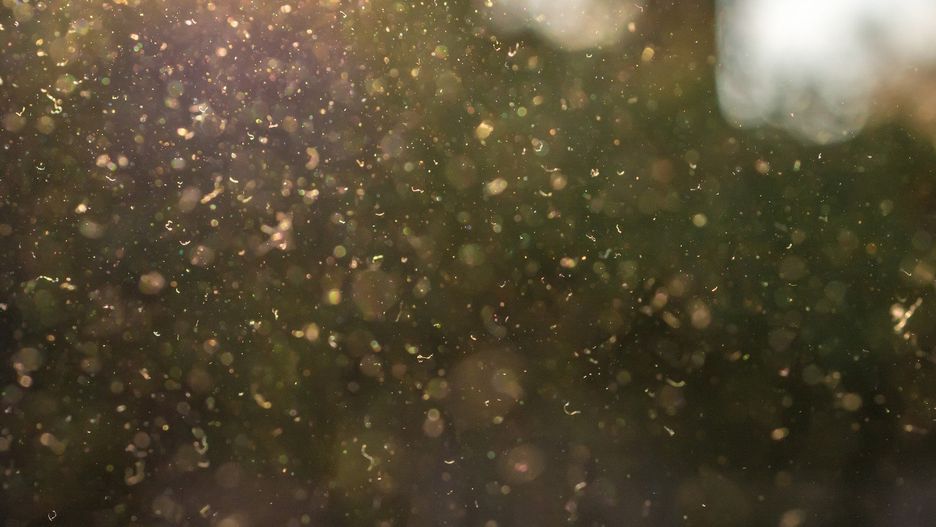 Pogoda dla alergików - co teraz pyli?