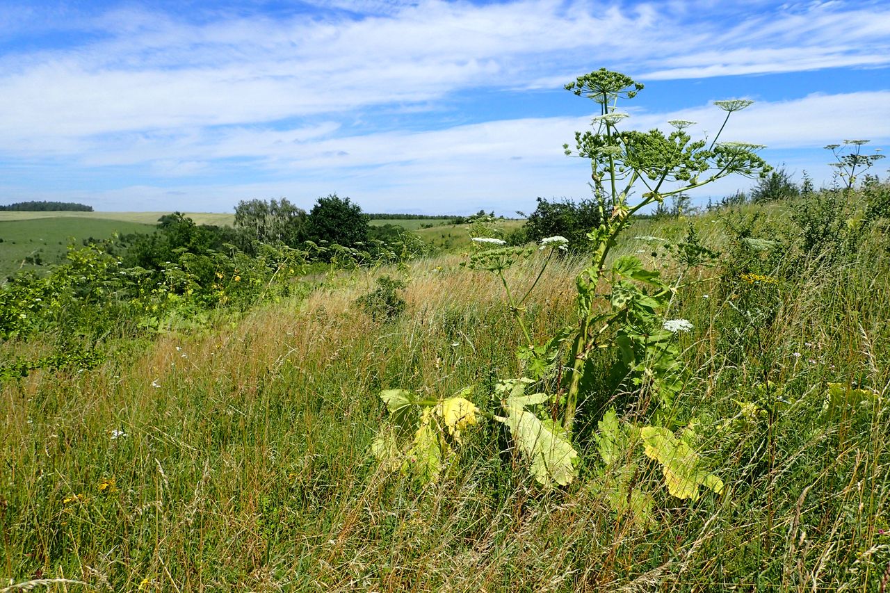 Barszcz Sosnowskiego Heracleum sosnowskyi na zboczach doliny Warty między Czechowem i Santokiem pod Gorzowem Wlkp.