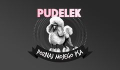 Pudelek.pl z nowym cyklem "Poznaj mojego psa", organizuje zbiórkę charytatywną dla psów na łańcuchu
