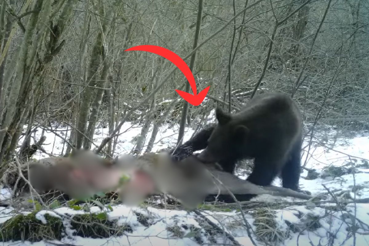 Leśnicy pokazali nagranie. Wilk upolował, niedźwiedź dokończył