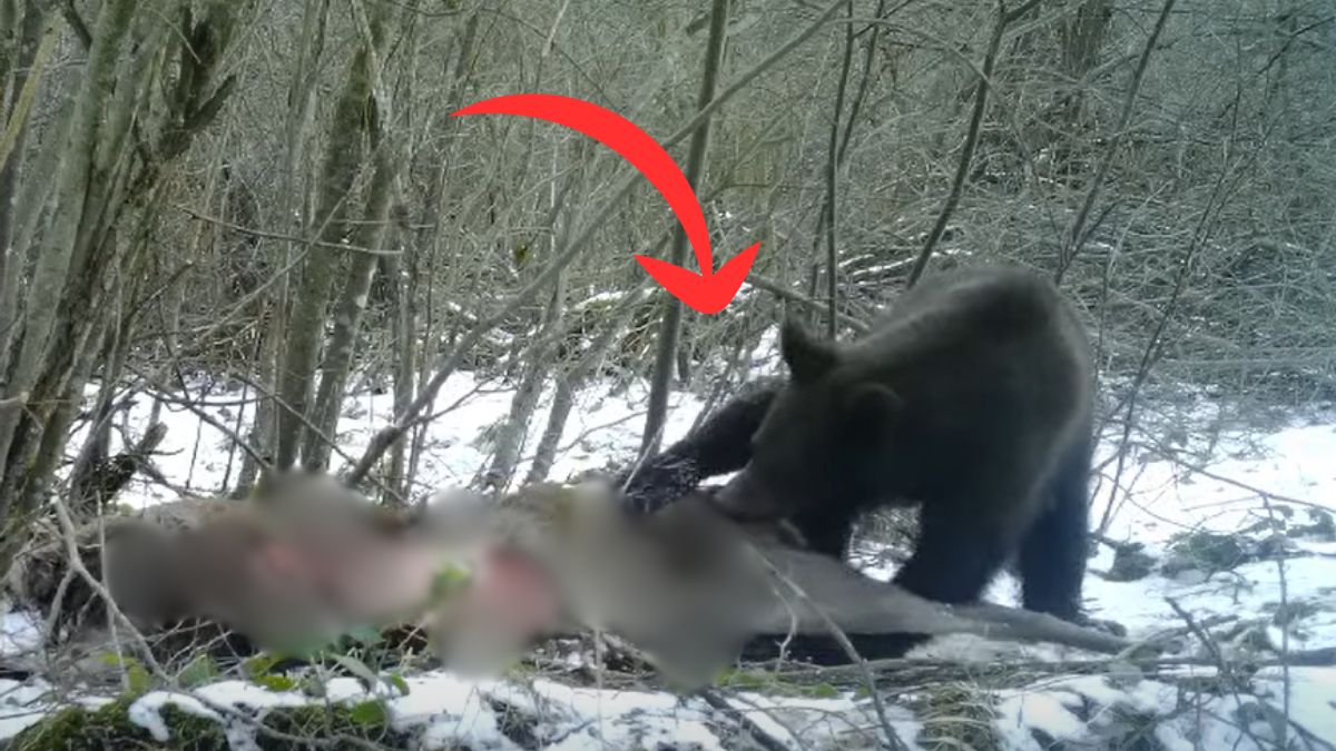 Niedźwiedź w Beskidach