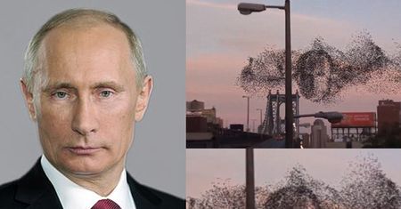 Ptaki nad Nowym Jorkiem wyglądają jak... twarz Putina?! (FOTO)