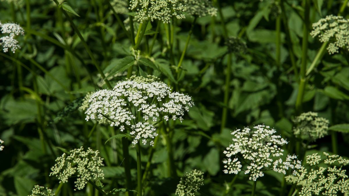Rośnie niemal na każdym rogu. Przyspiesza gojenie ran i wspiera walkę z chorobami