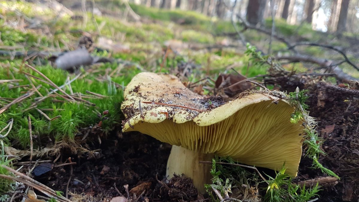 Gąski to grzyby o delikatnym smaku. 