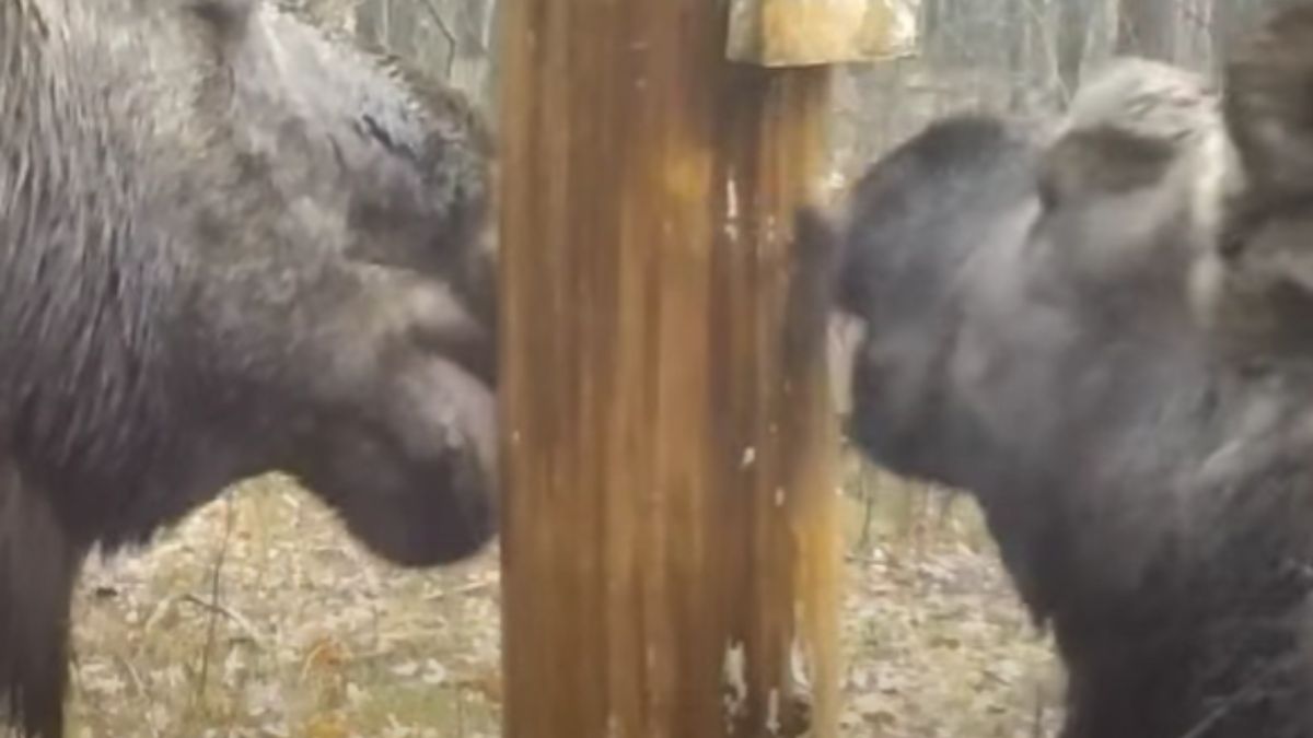 Łosie przy lizawce. Wszystko się nagrało.